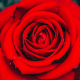 dorn rose lore destiny 2