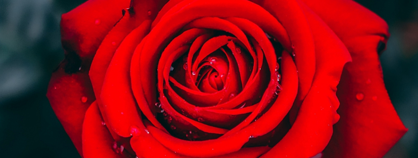 dorn rose lore destiny 2